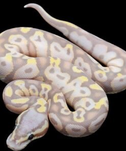 Banana Pastel Ball Python