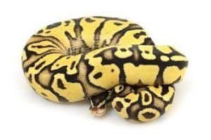 best bal python breeders