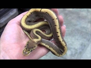 best breeder to buy ball pythons
