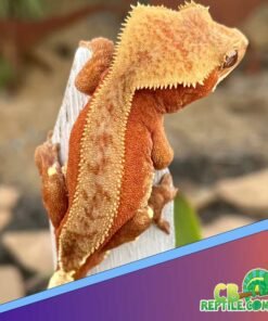 Bicolor Crested gecko for sale