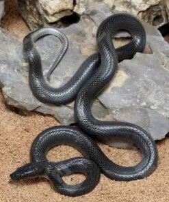 Black African House Snake