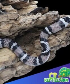 Black Honduran Milk Snake for sale