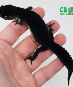 black night leopard gecko