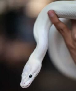 black eyed leucistic ball python