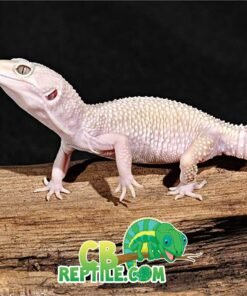 Blazing Blizzard Leopard gecko