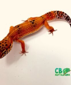 Blood leopard gecko