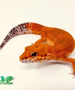 blood supergiant leopard gecko