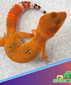 Blood het Tremper Albino Leopard gecko