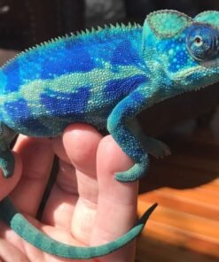 Ambanja Panther Chameleon