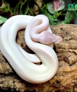 blue eyeed leucistic ball pythons