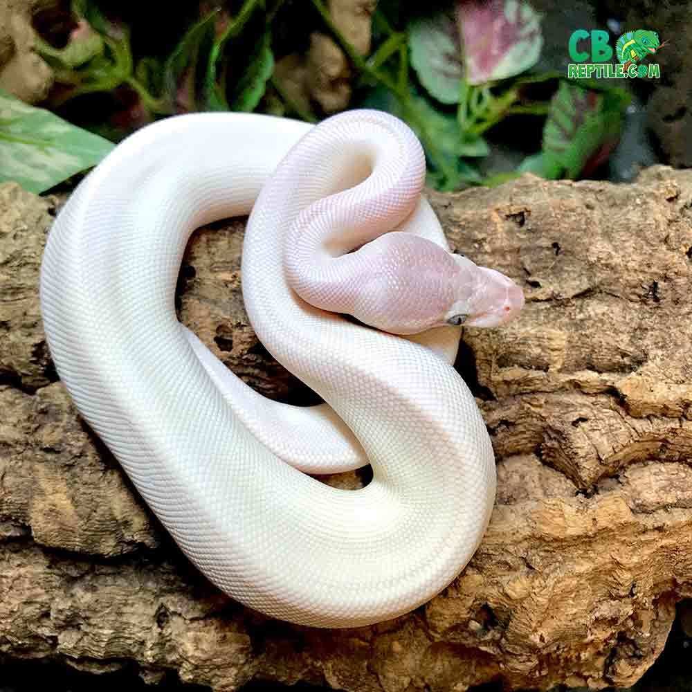 blue eyeed leucistic ball pythons