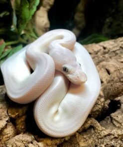 blue eyed leucistic ball python