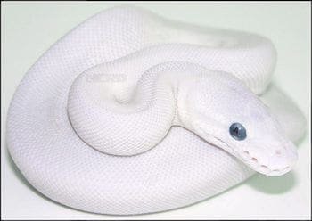 blue eyed lucy ball python