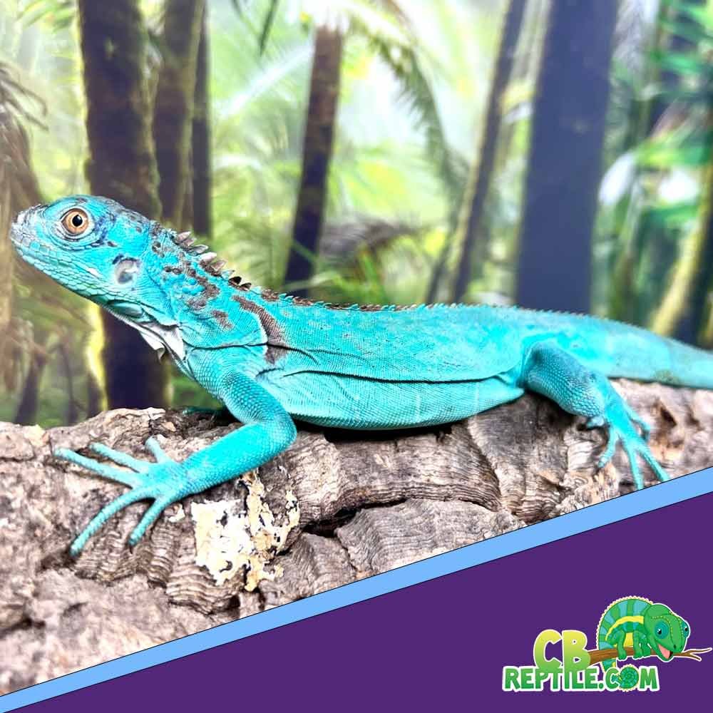 Iguanas for sale
