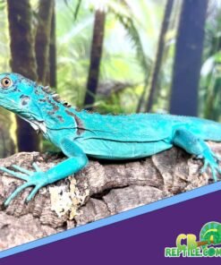 Blue Iguana for sale