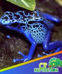 Blue Dart frog