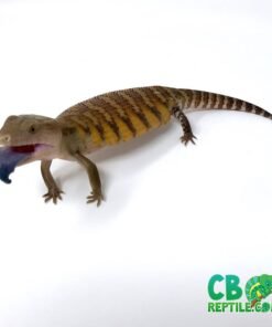 Northern Blue Tongue Skink for sale