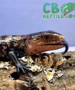 blue tongue skink for sale