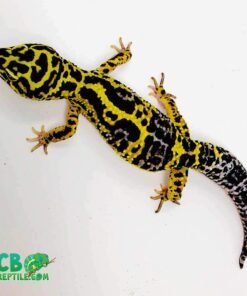 Bold Leopard gecko for sale