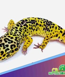 Bold Super Giant Leopard gecko