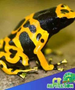 bumble bee Dart frog