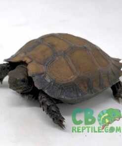 Burmese Black Mountain for sale