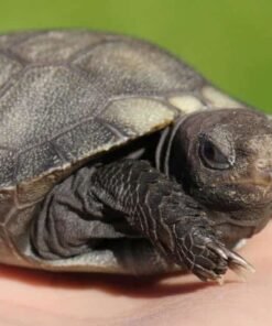 Burmese Brown Mountain