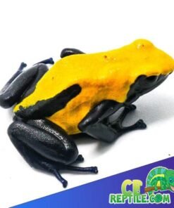 Citronella Dart frog for sale