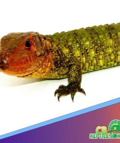 Caiman lizard for sale