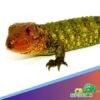 Red Ackie Monitor for sale