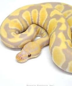 Candy Ball Python for sale