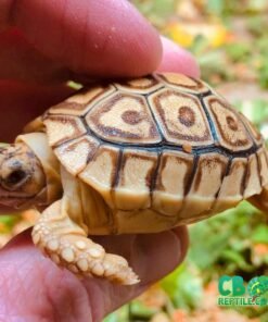 caramel leopard tortoise