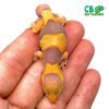 Tangerine Caramel fat tail gecko