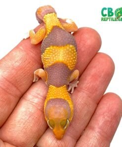 Tangerine Caramel fat tail gecko