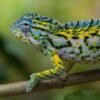 Carpet Chameleon for sale