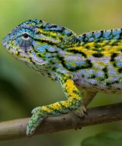 Carpet Chameleon for sale
