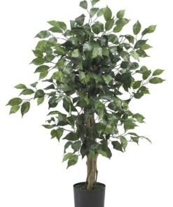 Chameleon Trees for sale