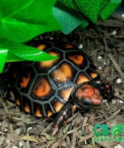 Cherry Head Tortoise