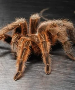 red Chilean rose hair tarantula