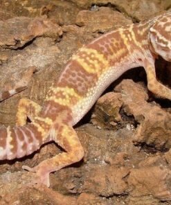 Chocolate Albino Leopard gecko