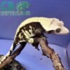 Chocolate Harlequin Crested gecko