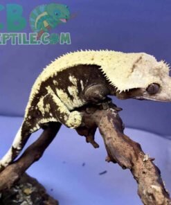 Chocolate Harlequin Crested gecko