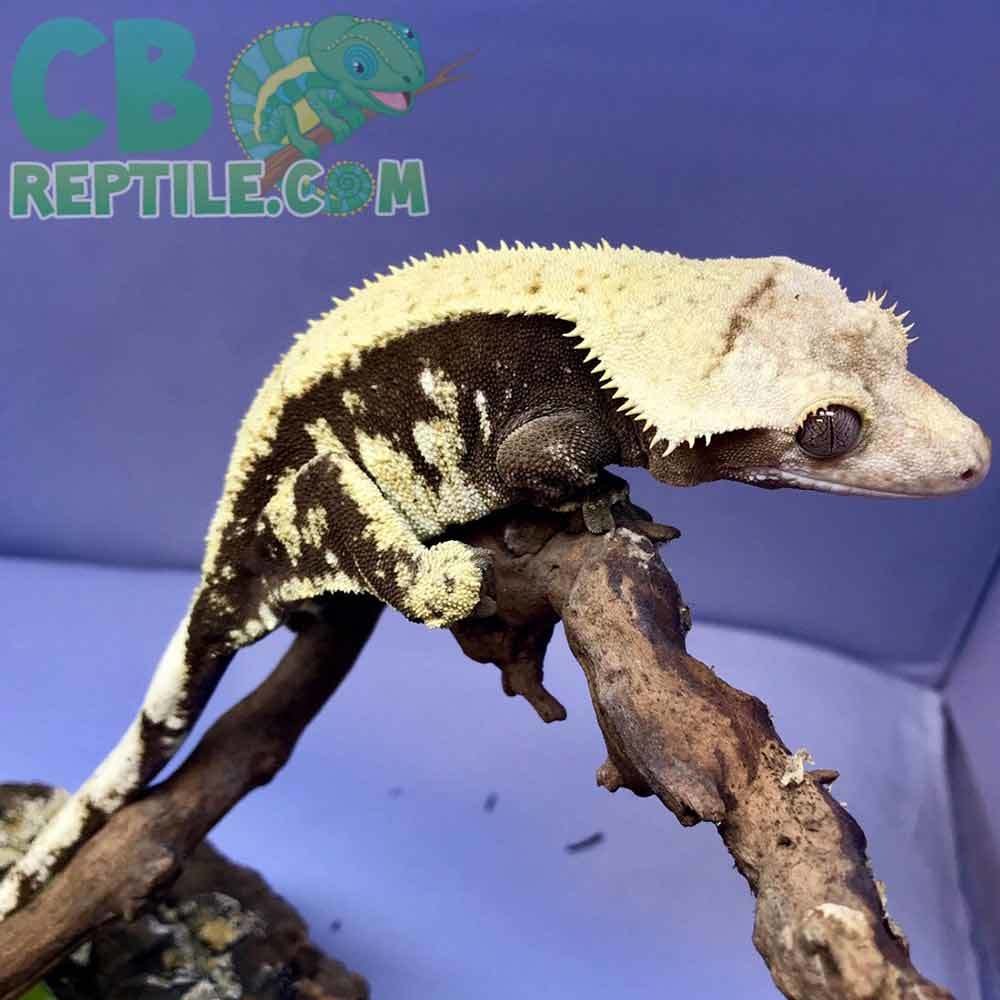 Chocolate Harlequin Crested gecko
