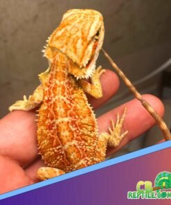 citrus bearded dragon