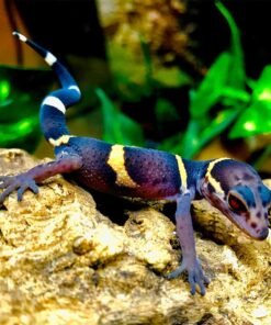 Citrus Chinese Cave Geckos for sale