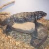columbian tegu for sale