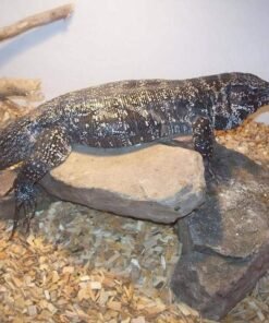 columbian tegu for sale