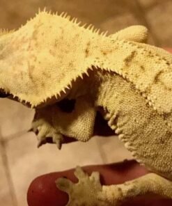 Creamsicle Crested gecko for sale