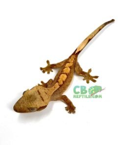 Flame Crested Gecko