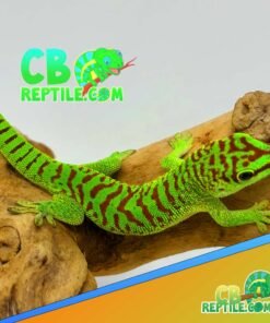 Crimson Giant Day gecko